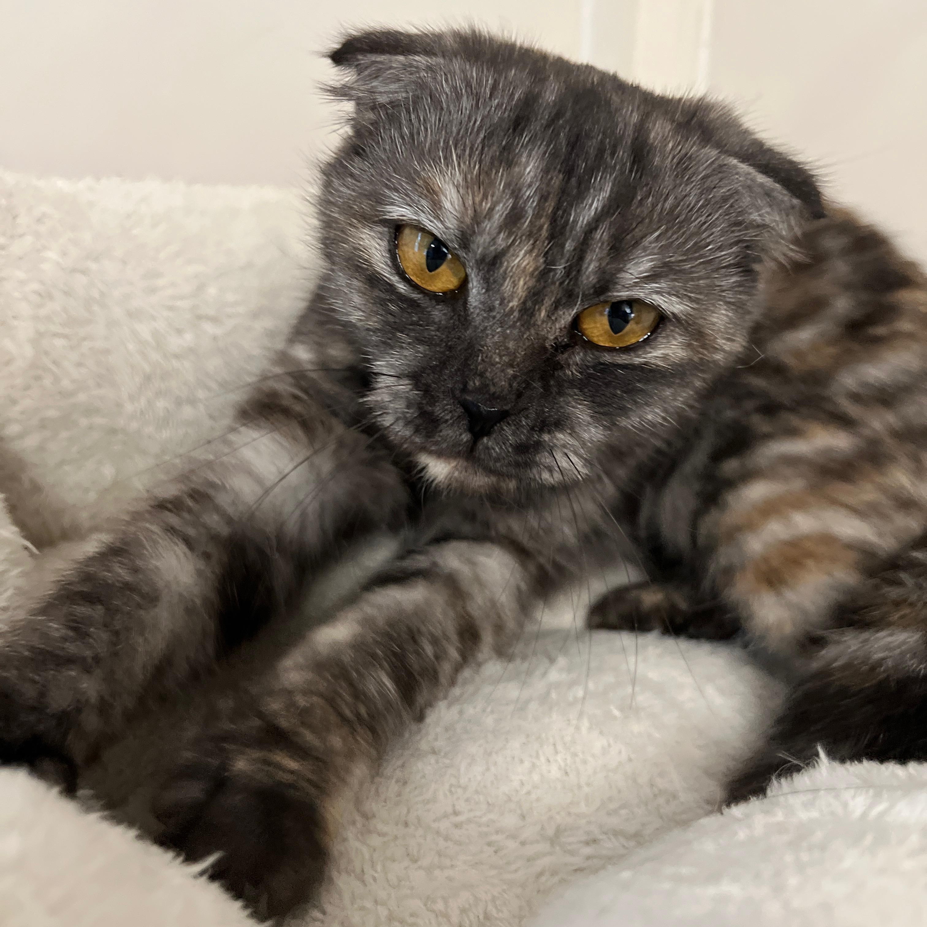 Enlarge Waffle, a Adopted mixed breed in Germansville, PA image 3/3