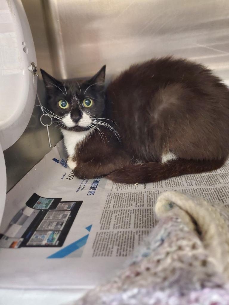 Enlarge 2025-08-019 *Nala*, a Adopted mixed breed in Winder, GA image 1/1