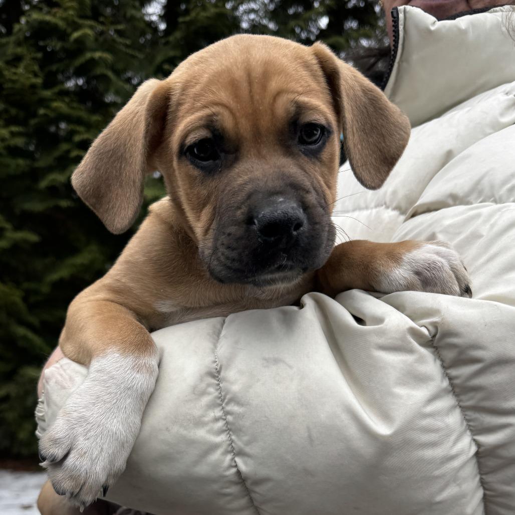 NY Jeremiah Avail Jan 18 (Tractor Supply - Patterson), Adoptable, Puppy Male Boxer & Shepherd.