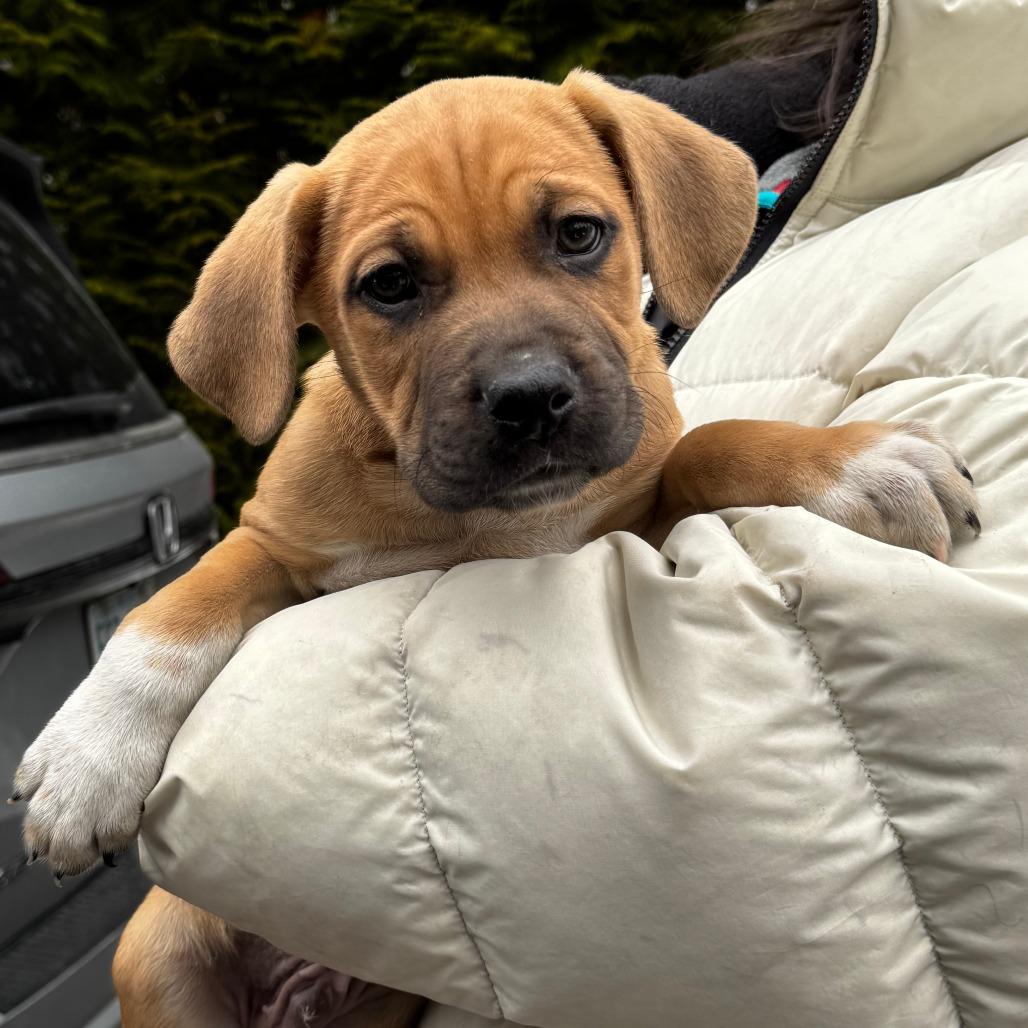 Enlarge NY Jeremiah Avail Jan 18 (Tractor Supply - Patterson), a Adoptable mixed breed in Patterson, NY image 5/6