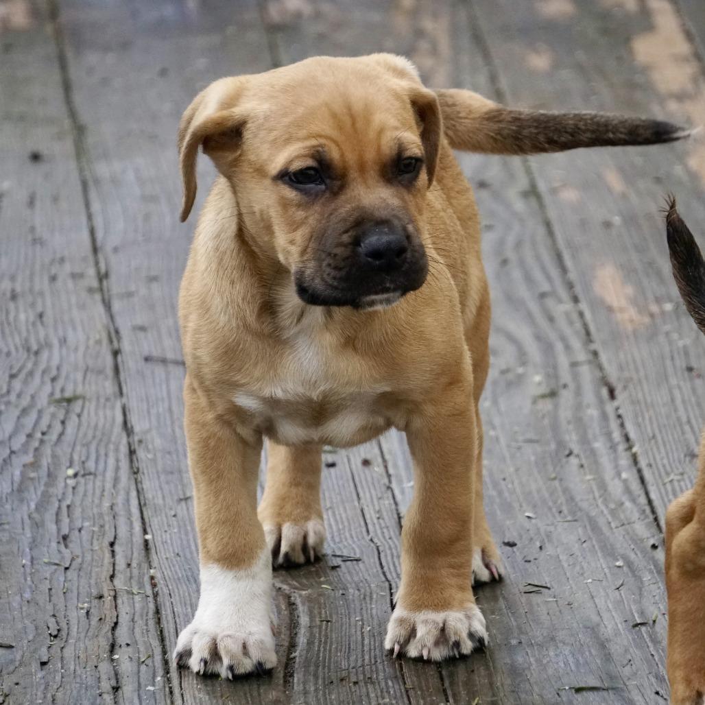 Enlarge NY Jeremiah Avail Jan 18 (Tractor Supply - Patterson), a Adoptable mixed breed in Patterson, NY image 3/6