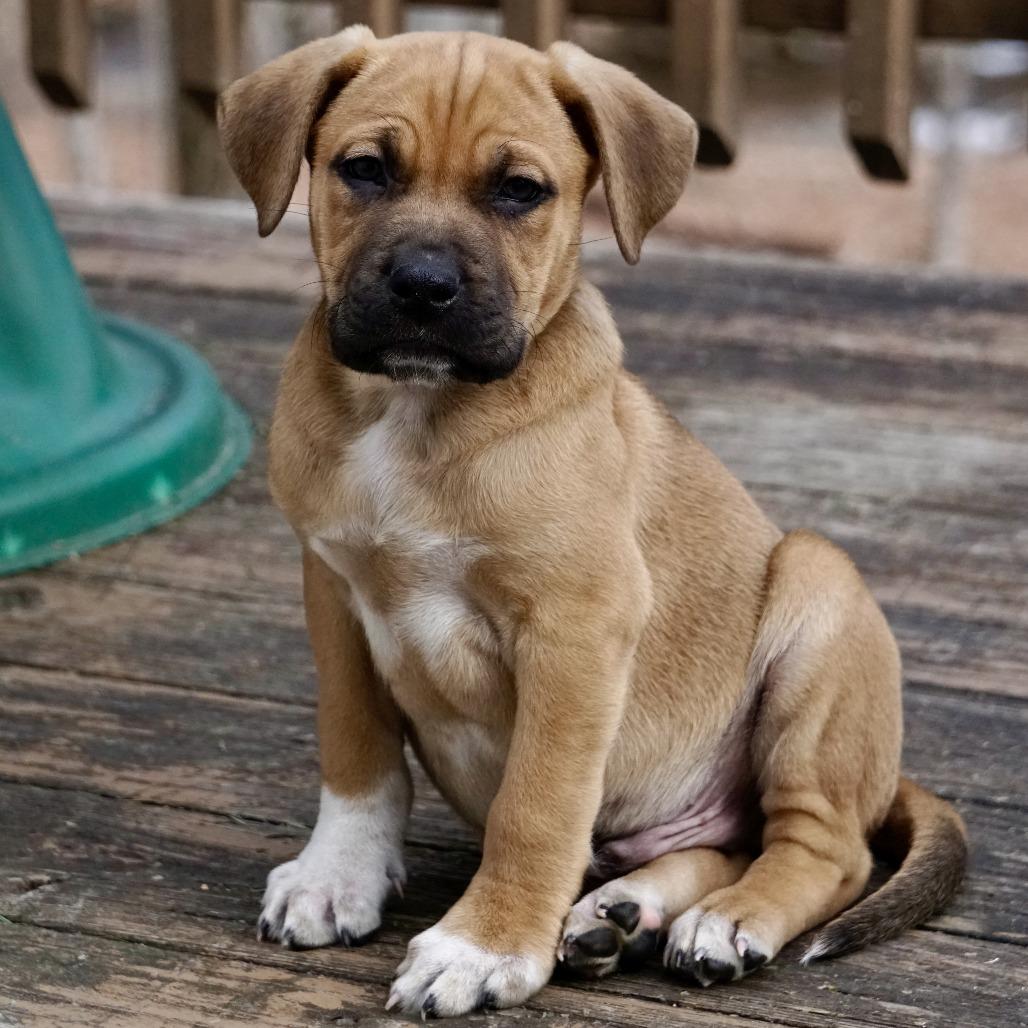 Enlarge NY Jeremiah Avail Jan 18 (Tractor Supply - Patterson), a Adoptable mixed breed in Patterson, NY image 4/6