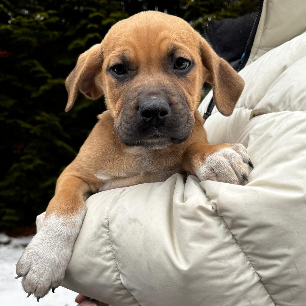 Enlarge NY Jeremiah Avail Jan 18 (Tractor Supply - Patterson), a Adoptable mixed breed in Patterson, NY image 6/6