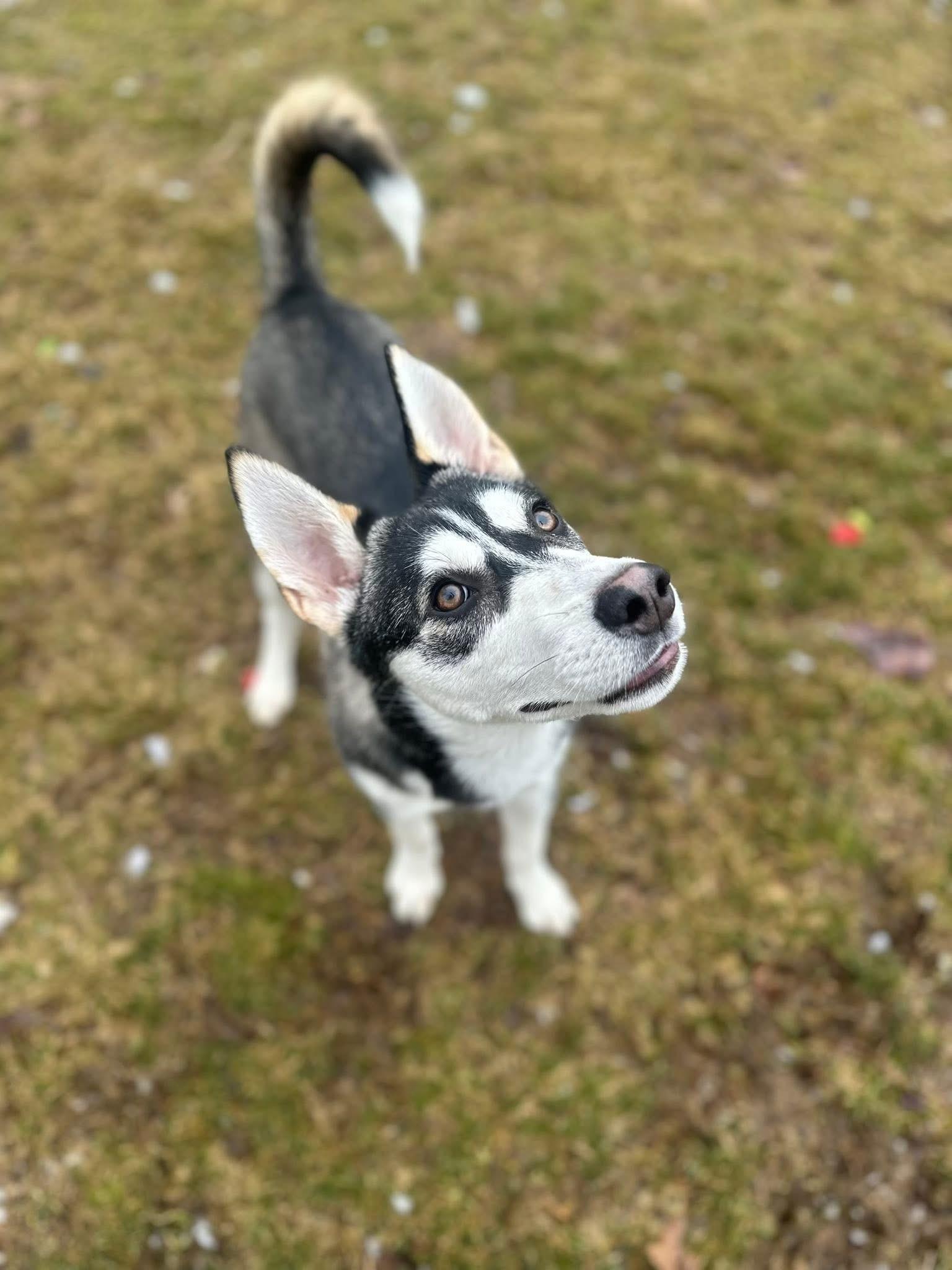 Leah (In a temporary foster home!), a ADOPTABLE mixed breed in Myerstown, PA image 3/4