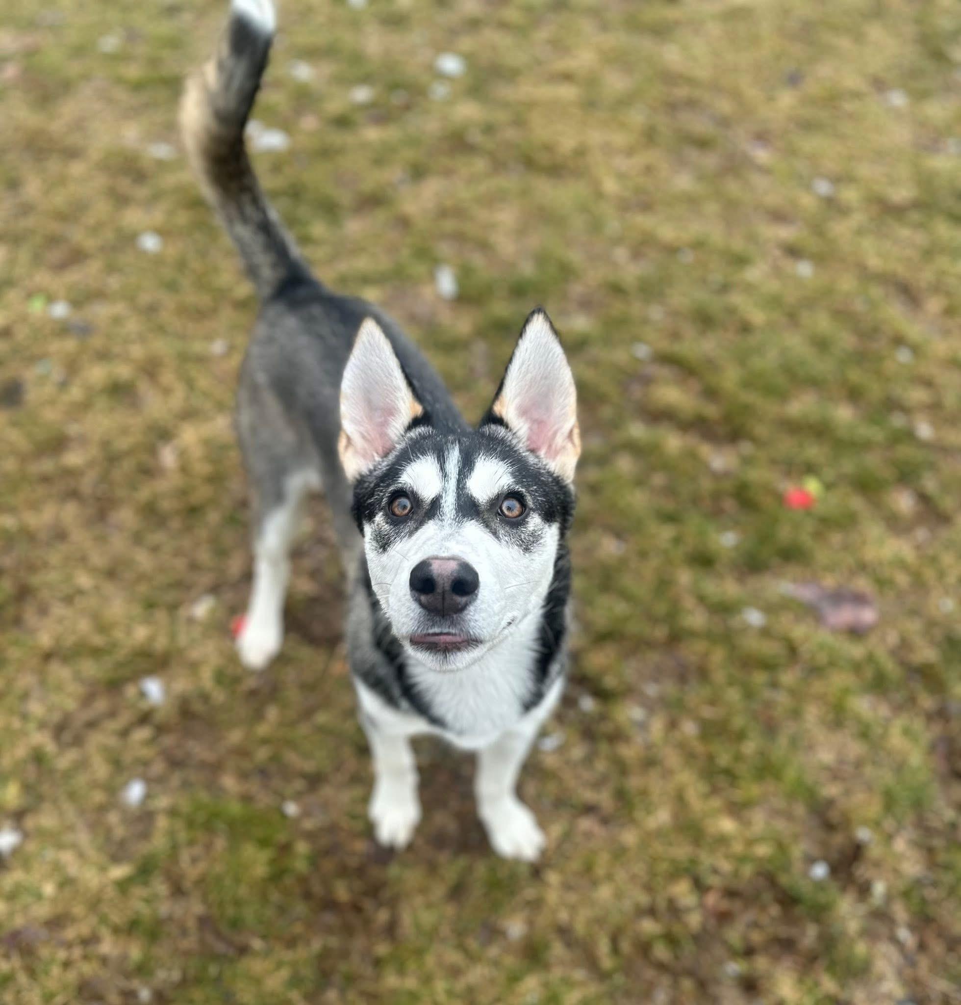 Leah (In a temporary foster home!), ADOPTABLE, Young Female Husky.