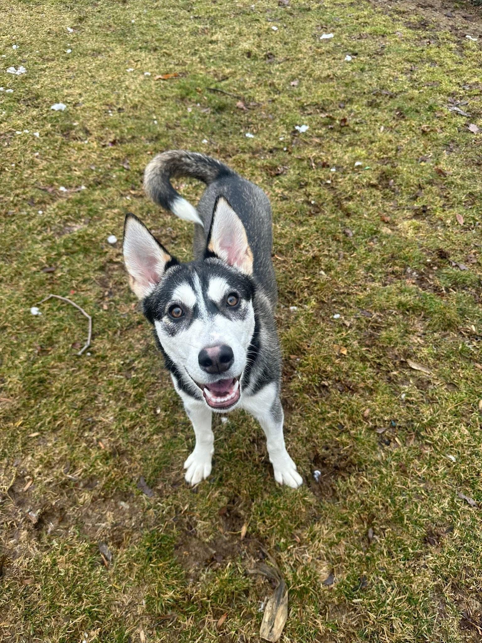 Leah (In a temporary foster home!), a ADOPTABLE mixed breed in Myerstown, PA image 2/4