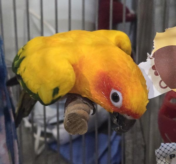 Sunny, Adoptable, Adult Unknown Conure.