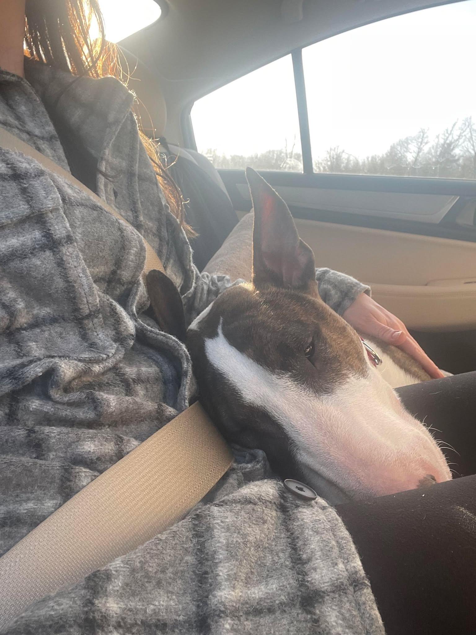 24-015 Tug, Adopted, Adult Male Bull Terrier.
