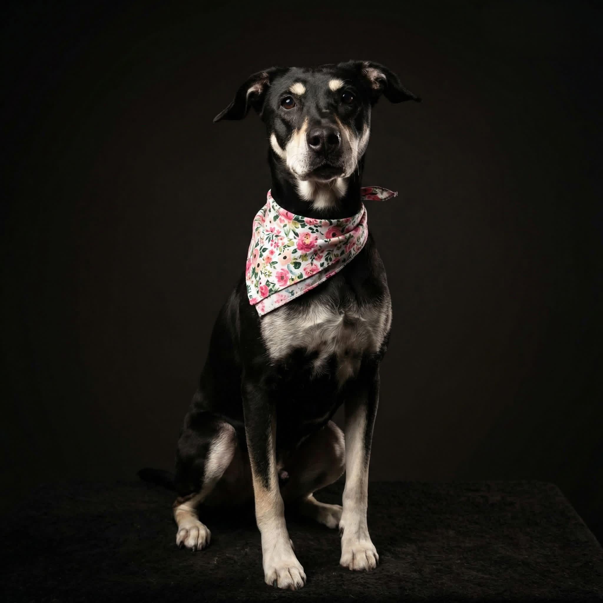 Enlarge Marmalade , a ADOPTABLE mixed breed in Ashland, OH image 1/1