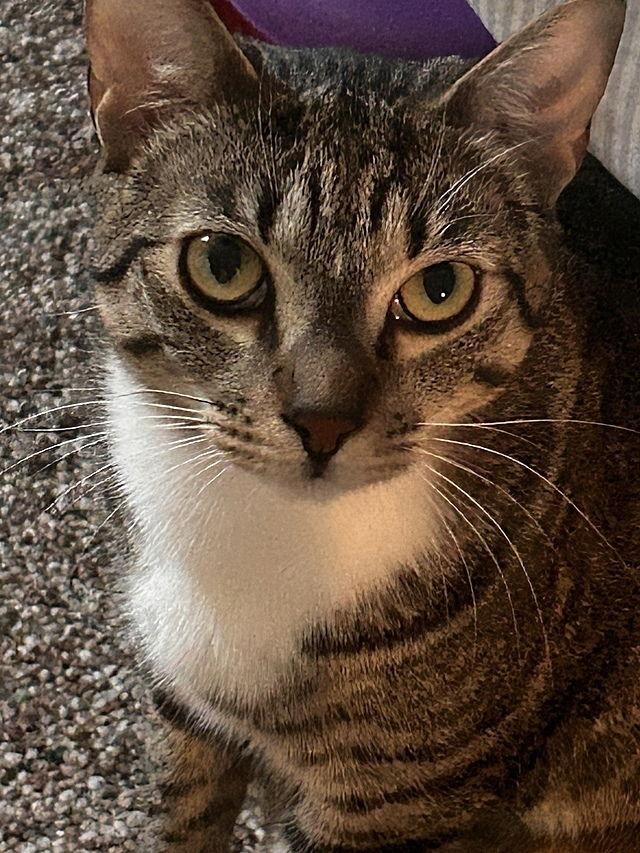 CROIXX, Adoptable, Adult Male Domestic Short Hair.