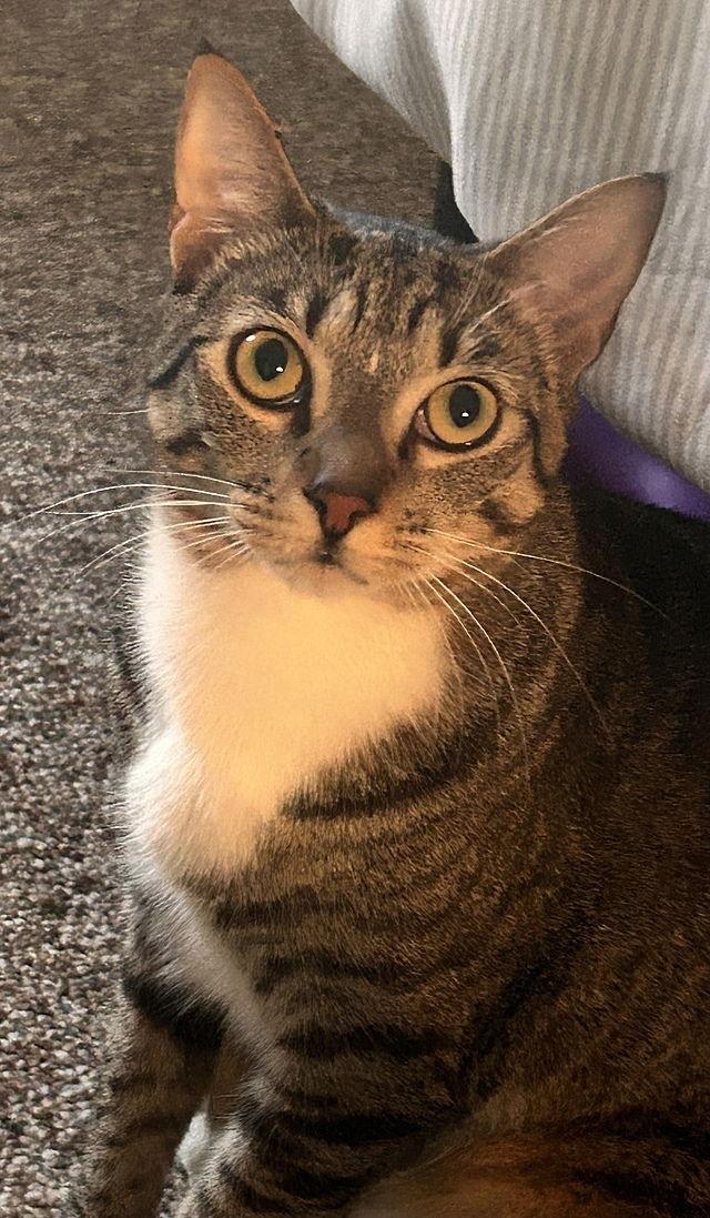 CROIXX, a Adoptable Domestic Short Hair in Tampa, FL image 2/6