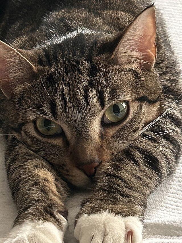 CROIXX, a Adoptable Domestic Short Hair in Tampa, FL image 3/6