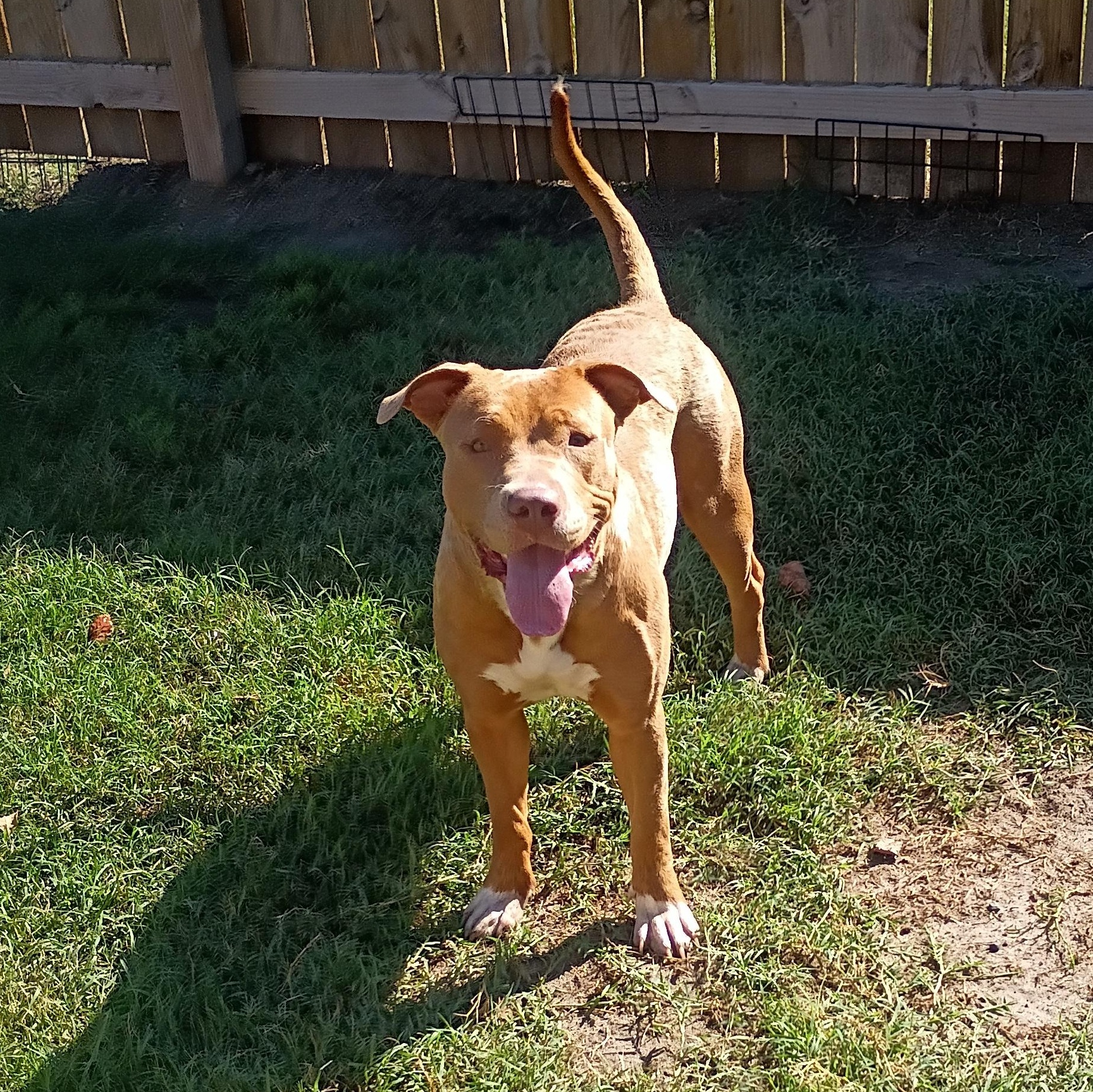 Dolly, Adopted, Young Female Pit Bull Terrier.