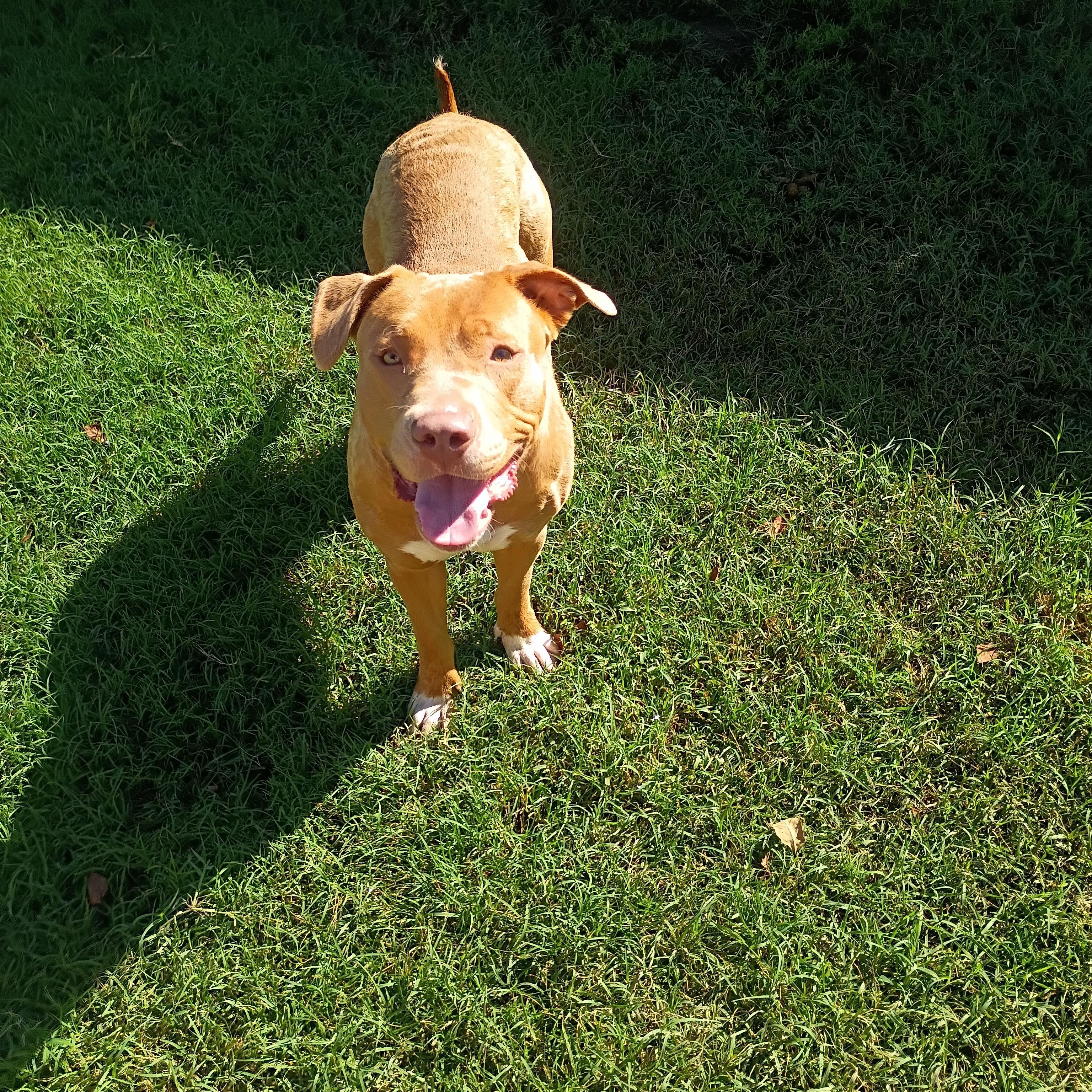 Enlarge Dolly, a Adopted mixed breed in Salisbury, MD image 2/2