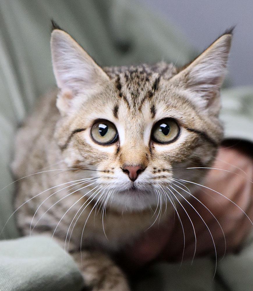Enlarge Annie (AO35435), an adopted Domestic Short Hair in Merriam, KS image 1/3