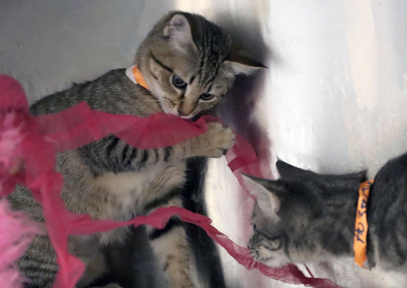 Enlarge Annie (AO35435), an adopted Domestic Short Hair in Merriam, KS image 2/3