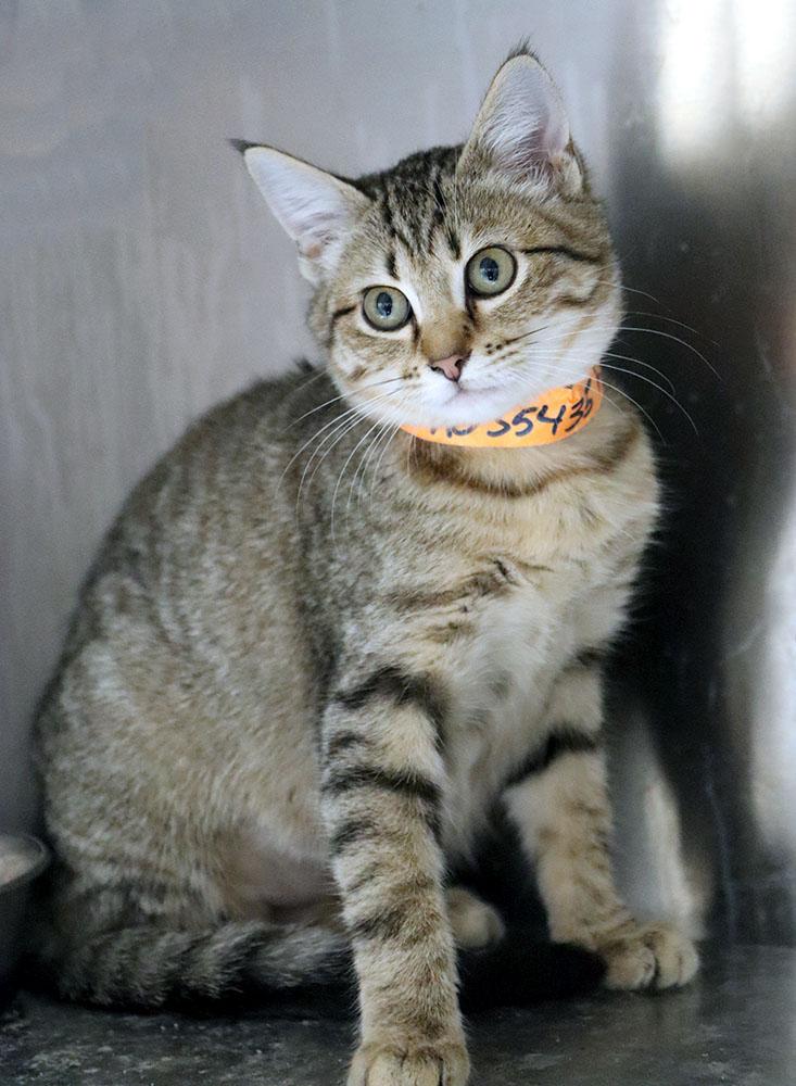Enlarge Annie (AO35435), an adopted Domestic Short Hair in Merriam, KS image 3/3