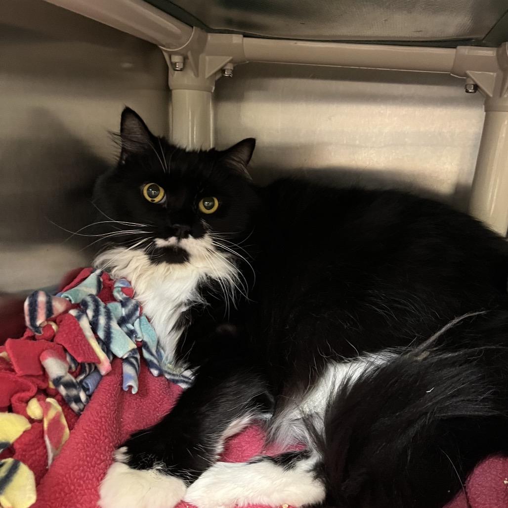 Adaline, Adoptable, Senior Female Domestic Medium Hair.