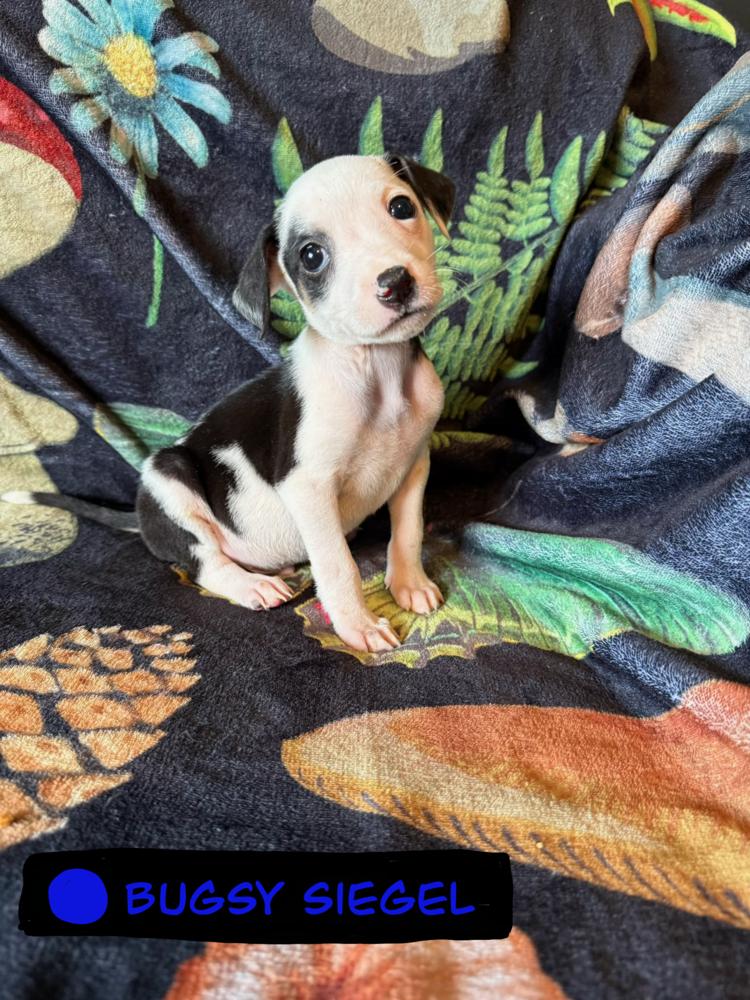 Enlarge Bugsy Siegel, a Adoptable mixed breed in Cedartown, GA image 1/1