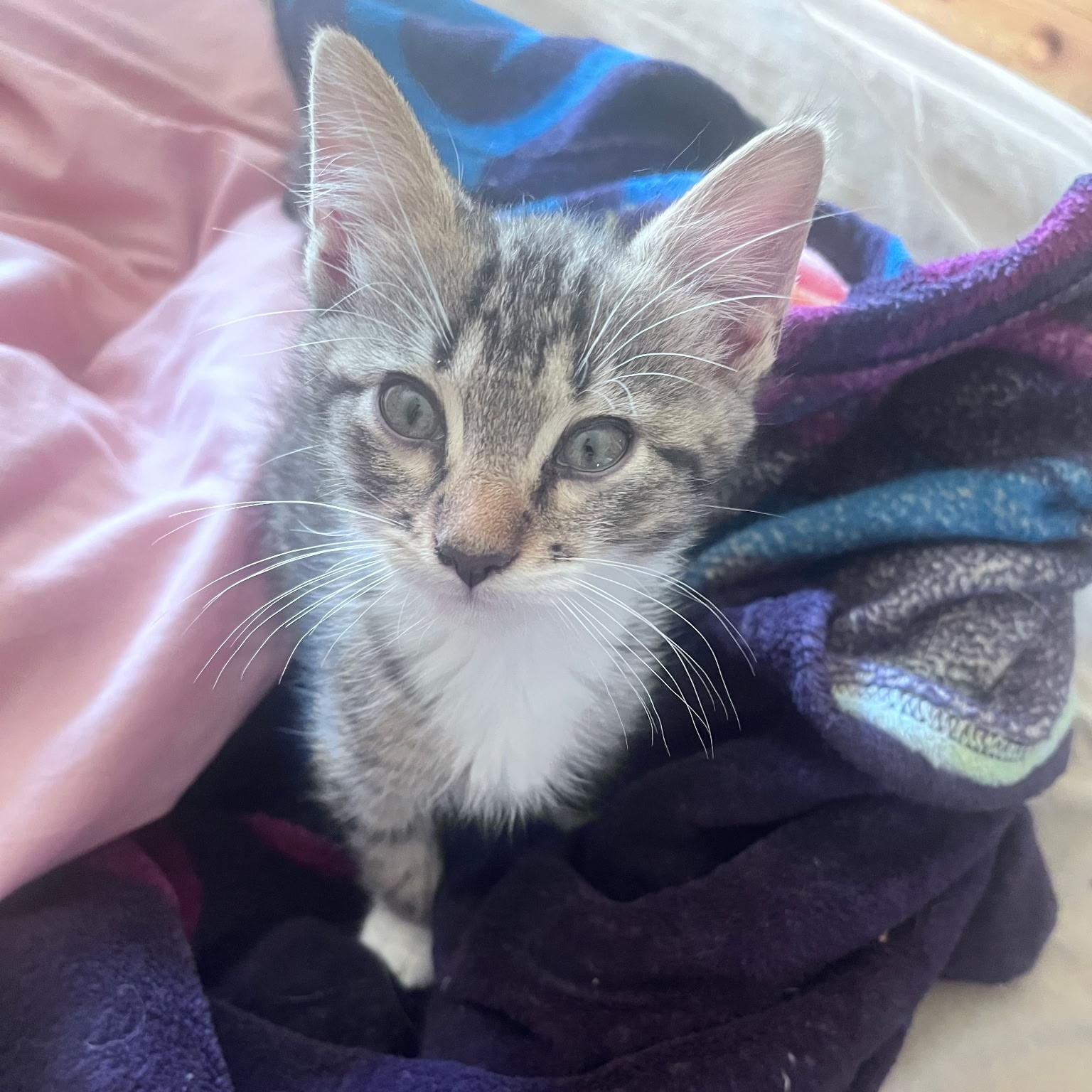 Charlie, a ADOPTABLE Domestic Short Hair in Easley, SC image 2/2