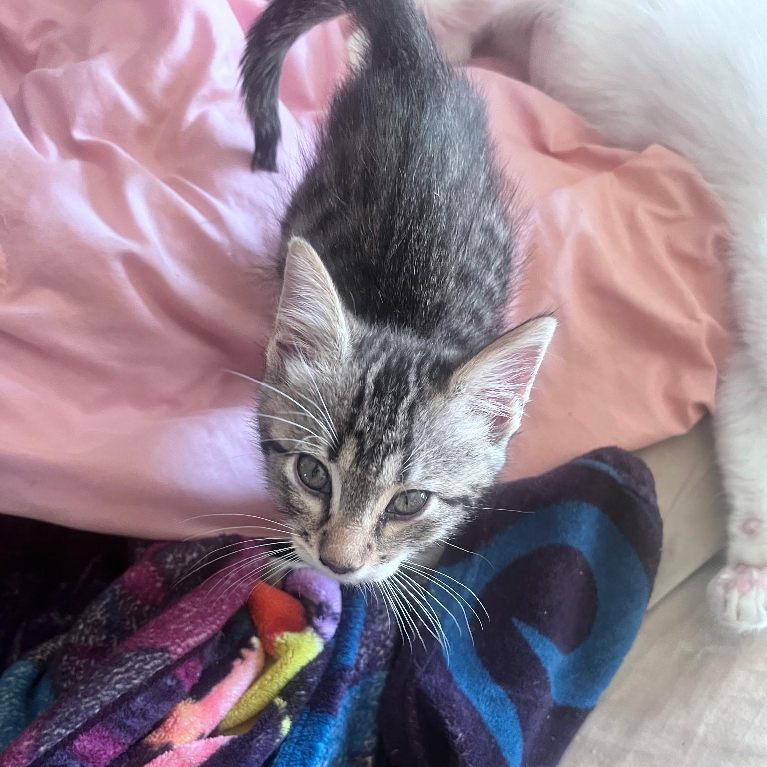 Charlie, ADOPTABLE, Kitten Male Domestic Short Hair.