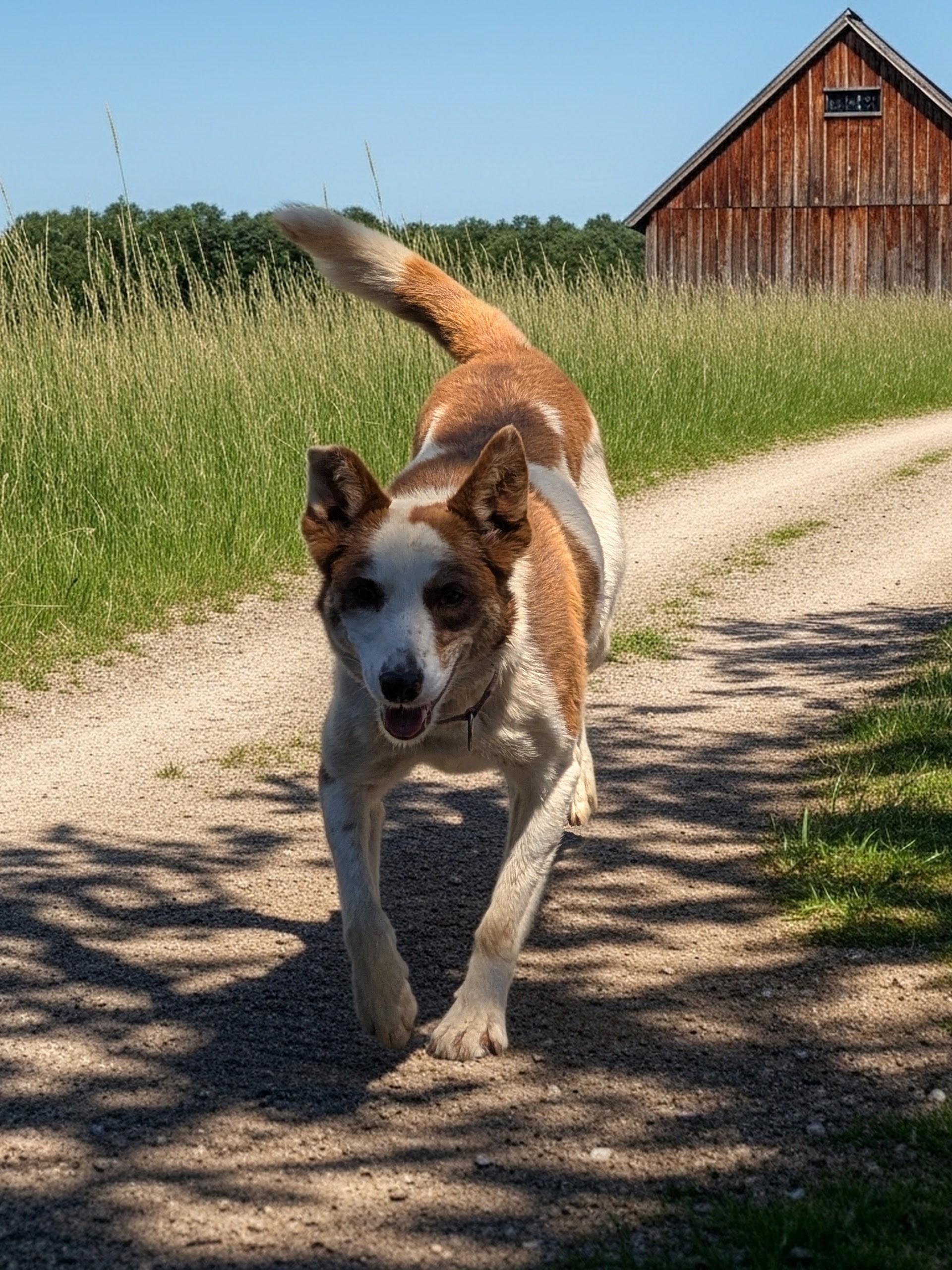 Enlarge Piper, an adopted mixed breed in COEUR D ALENE, ID image 2/6