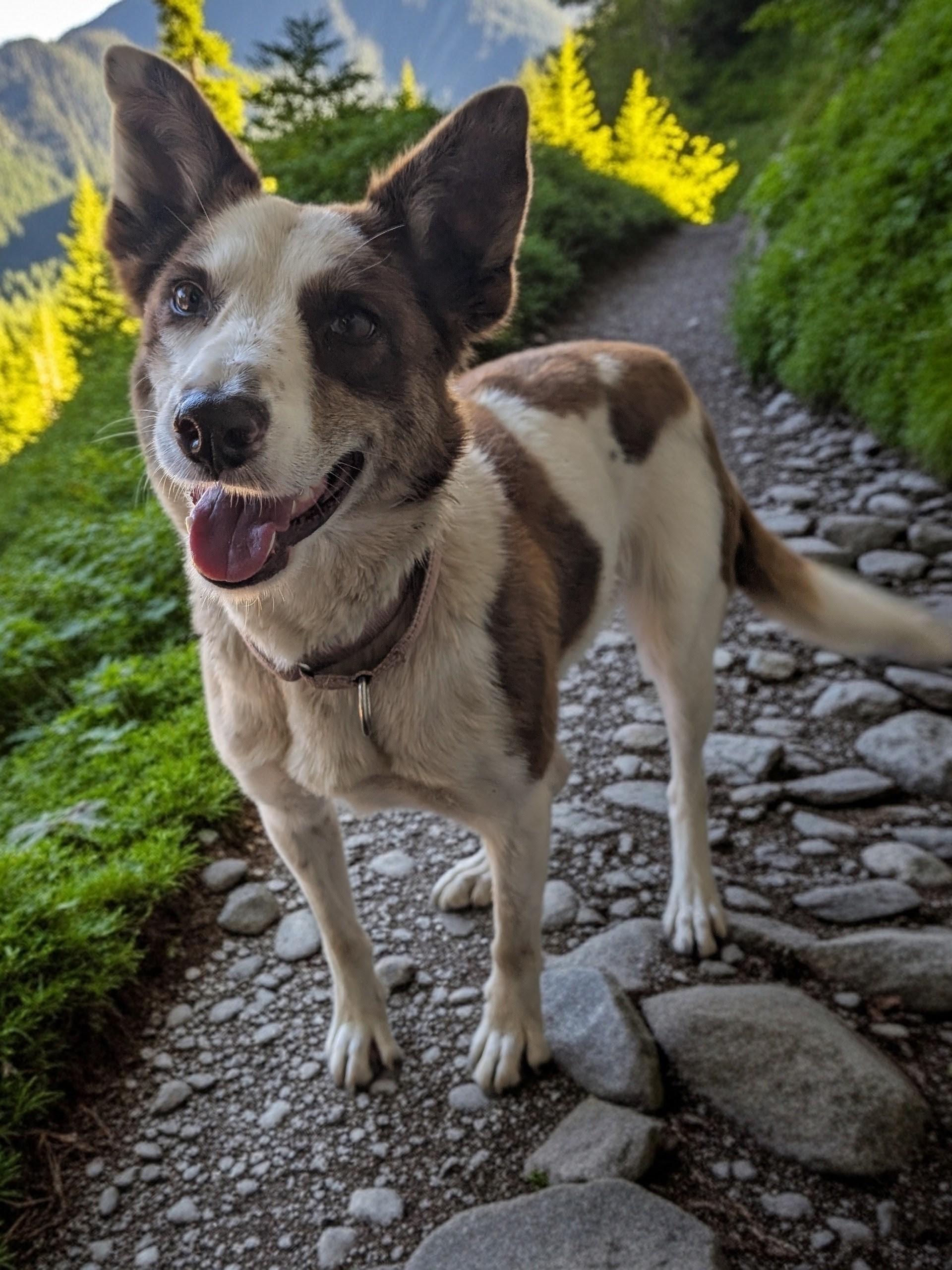 Enlarge Piper, an adopted mixed breed in COEUR D ALENE, ID image 3/6