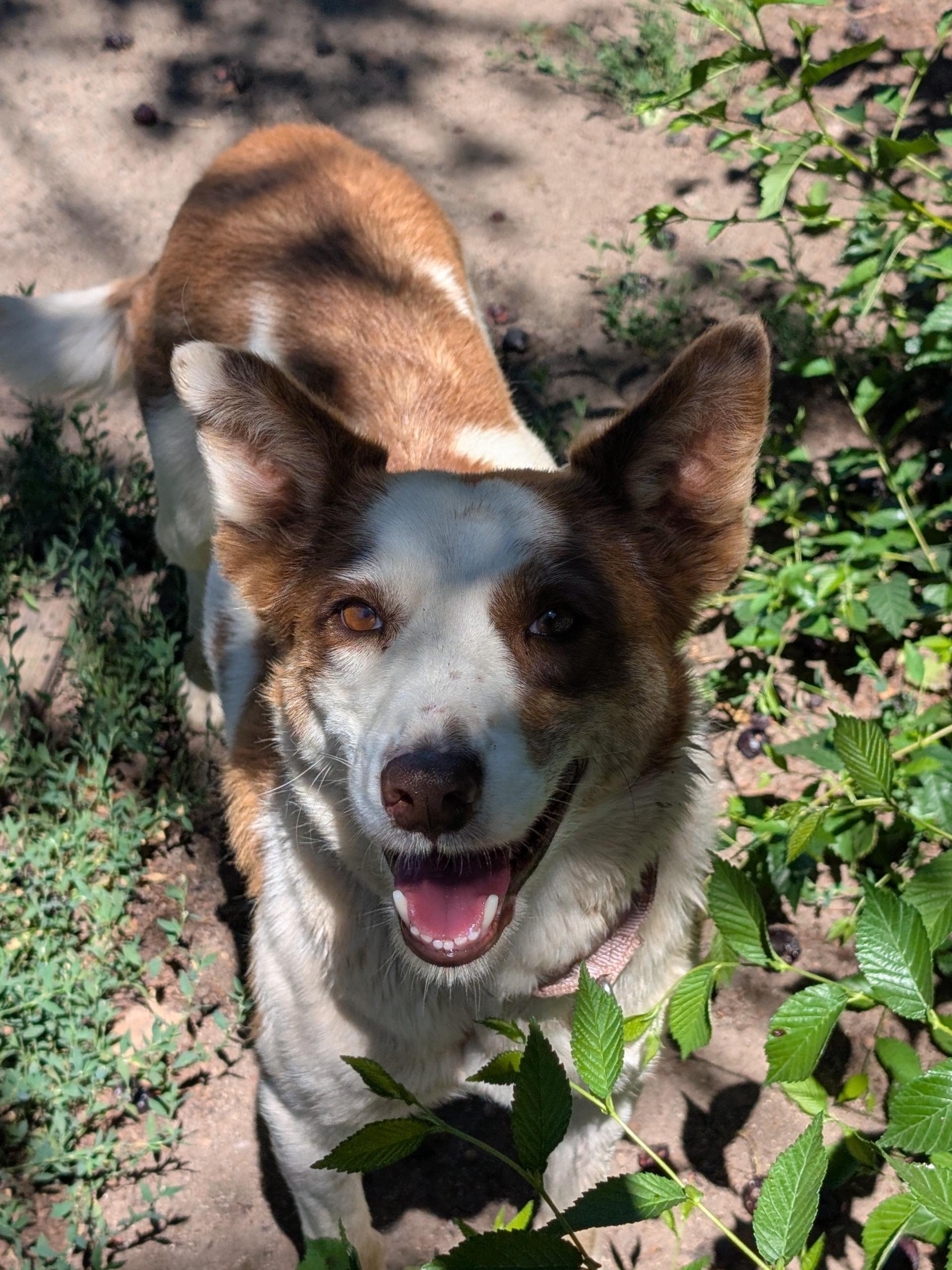 Enlarge Piper, an adopted mixed breed in COEUR D ALENE, ID image 1/6
