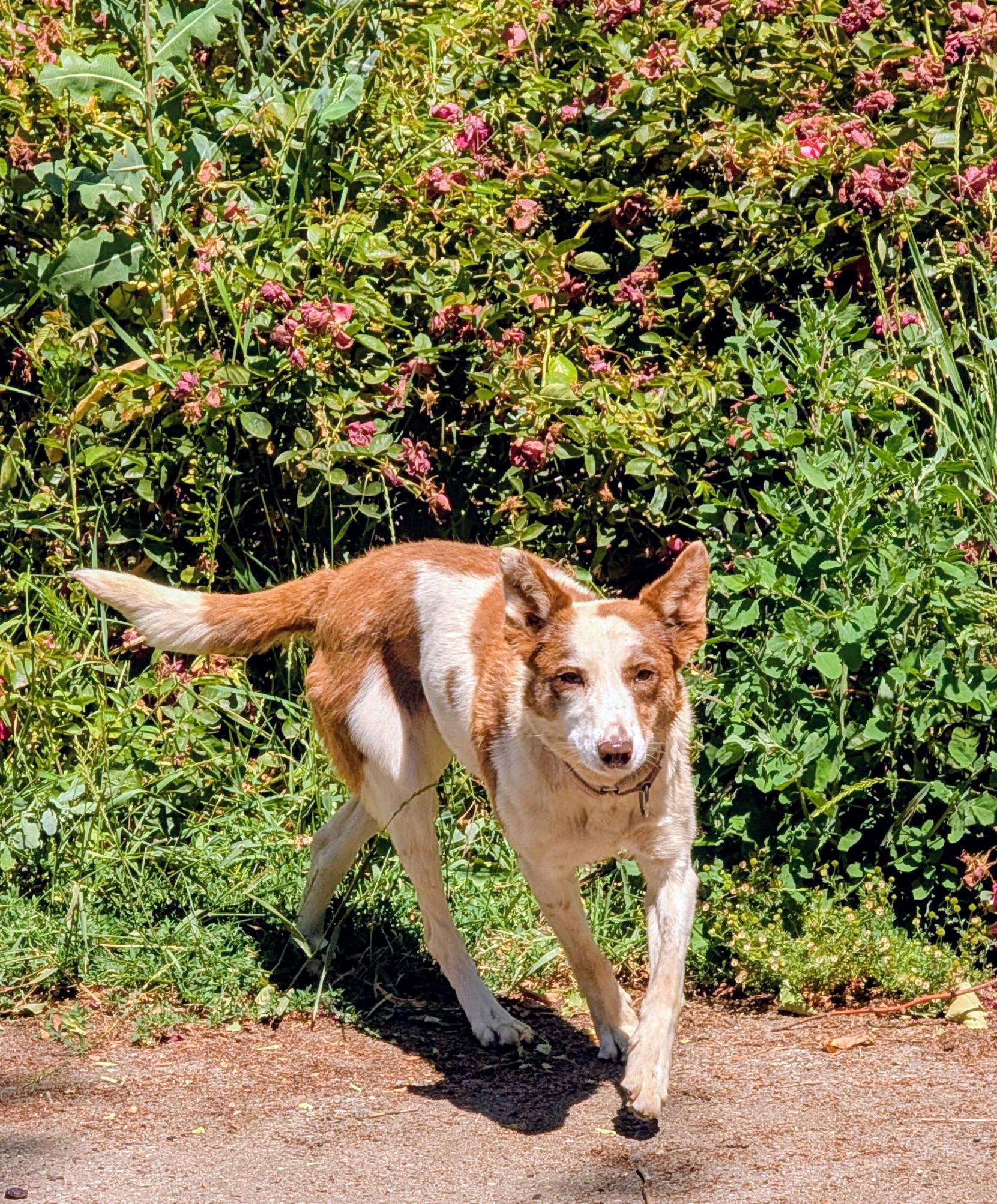 Enlarge Piper, an adopted mixed breed in COEUR D ALENE, ID image 4/6