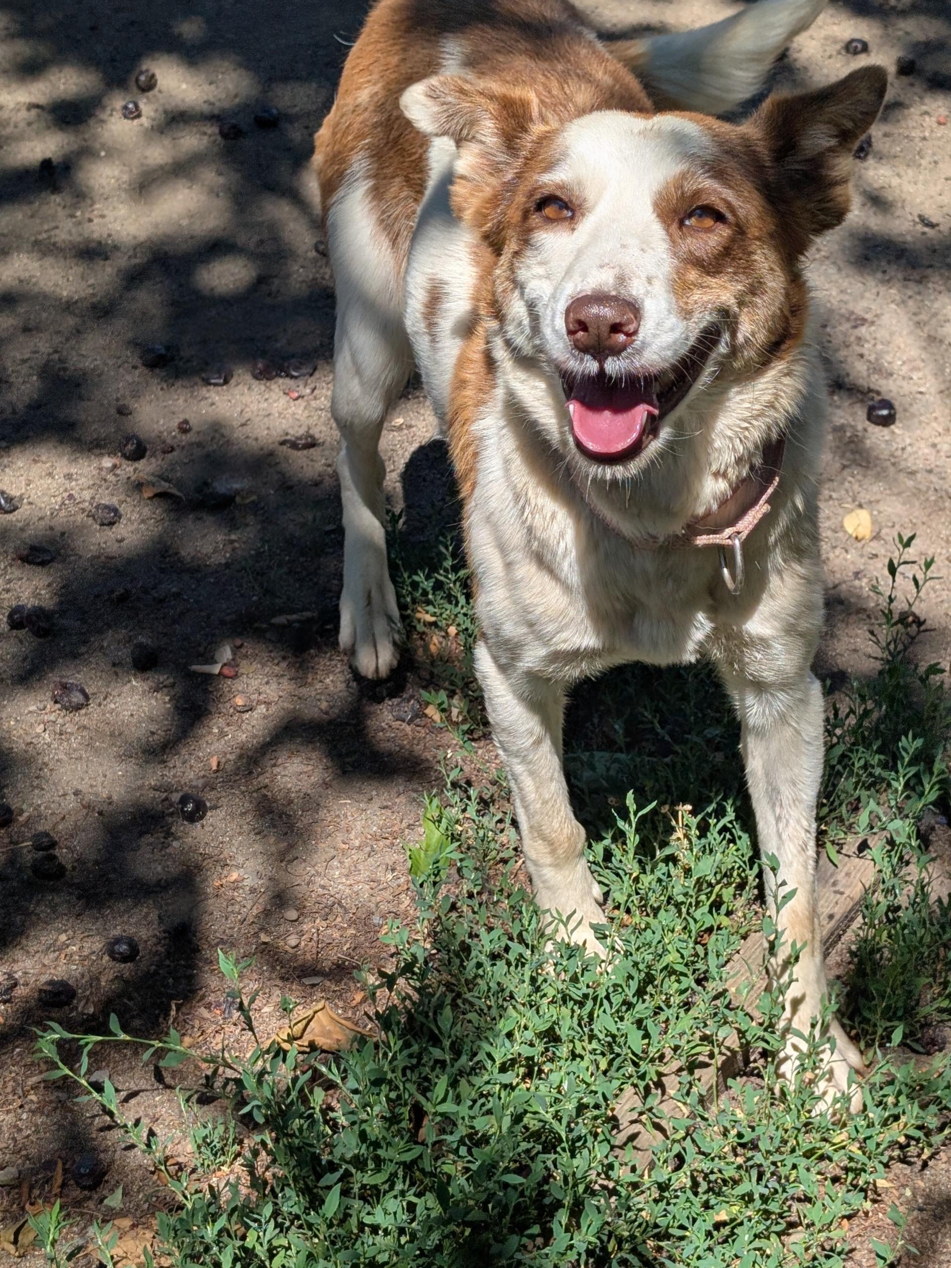 Enlarge Piper, an adopted mixed breed in COEUR D ALENE, ID image 5/6