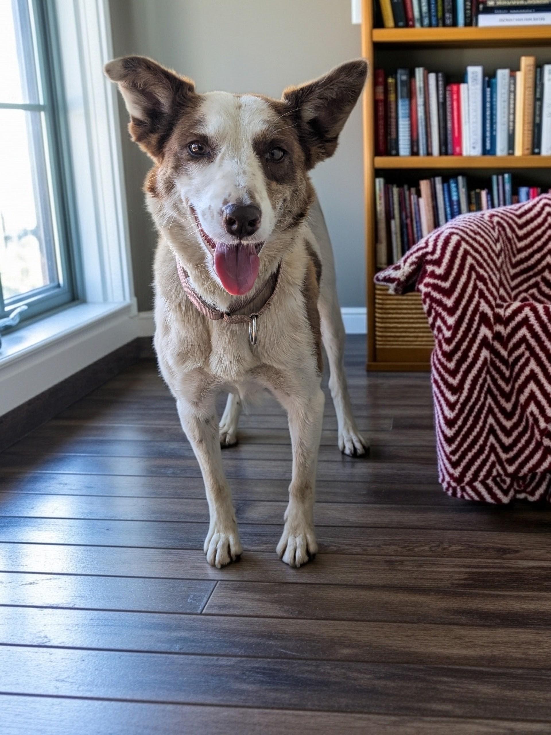 Enlarge Piper, an adopted mixed breed in COEUR D ALENE, ID image 6/6