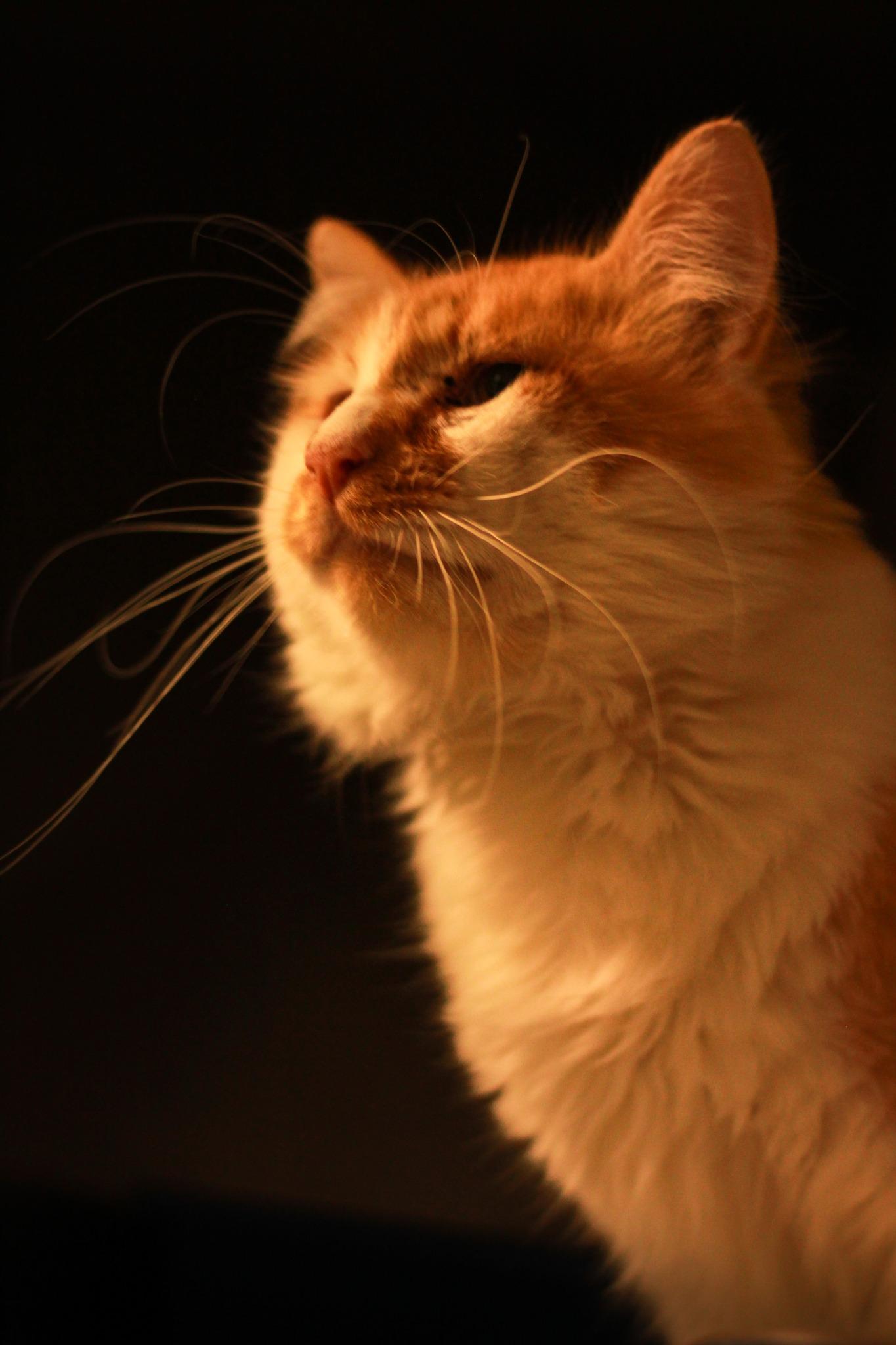 Newt, Adoptable, Adult Male Domestic Short Hair.