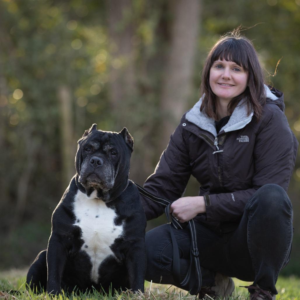 Hercules, adopted, Senior Male Mastiff & Mixed Breed.