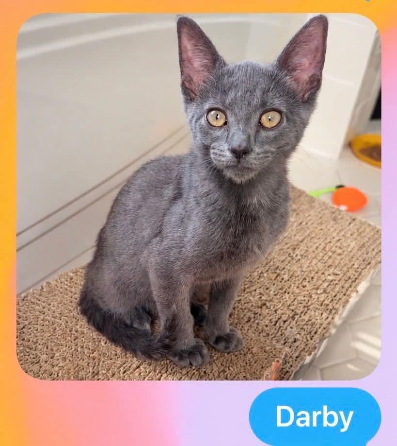 Enlarge Dempsey, Darby, Dakota, a Adopted American Shorthair in East Orange, NJ image 2/4