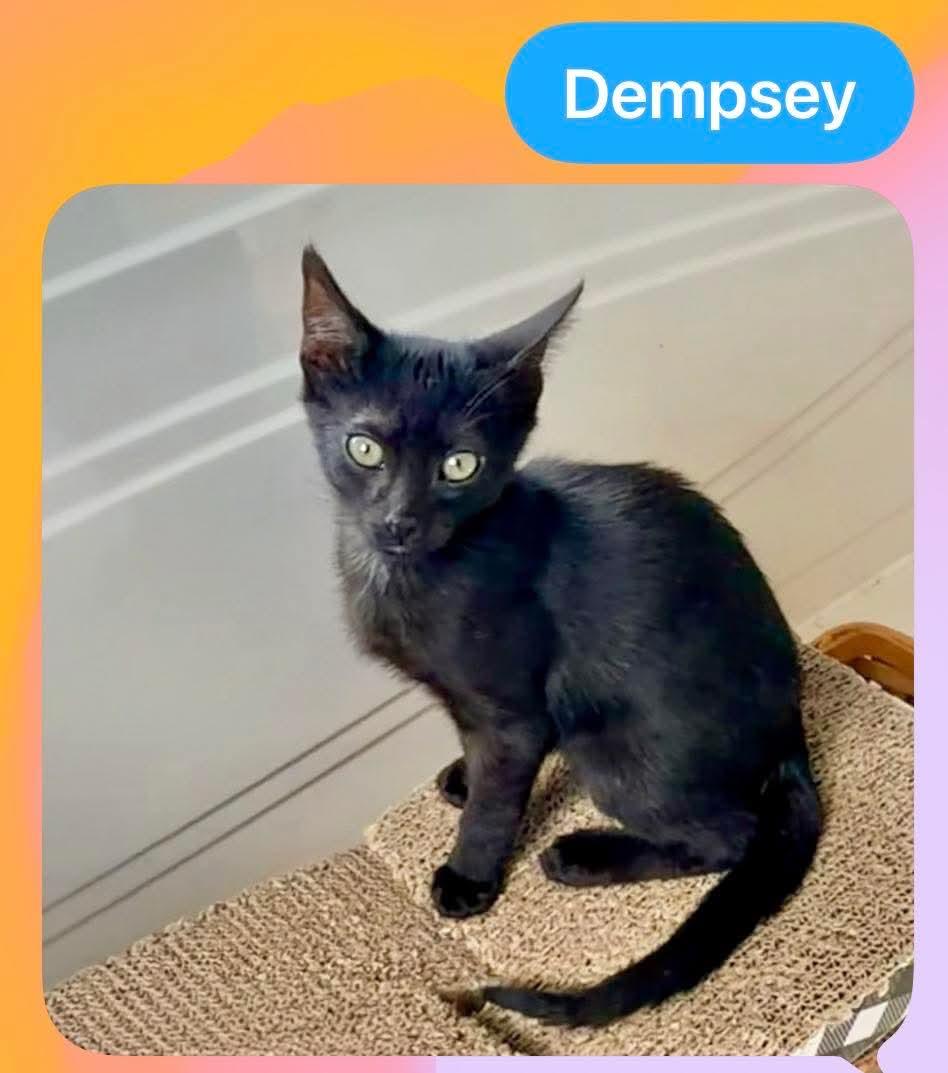 Enlarge Dempsey, Darby, Dakota, a Adopted American Shorthair in East Orange, NJ image 3/4