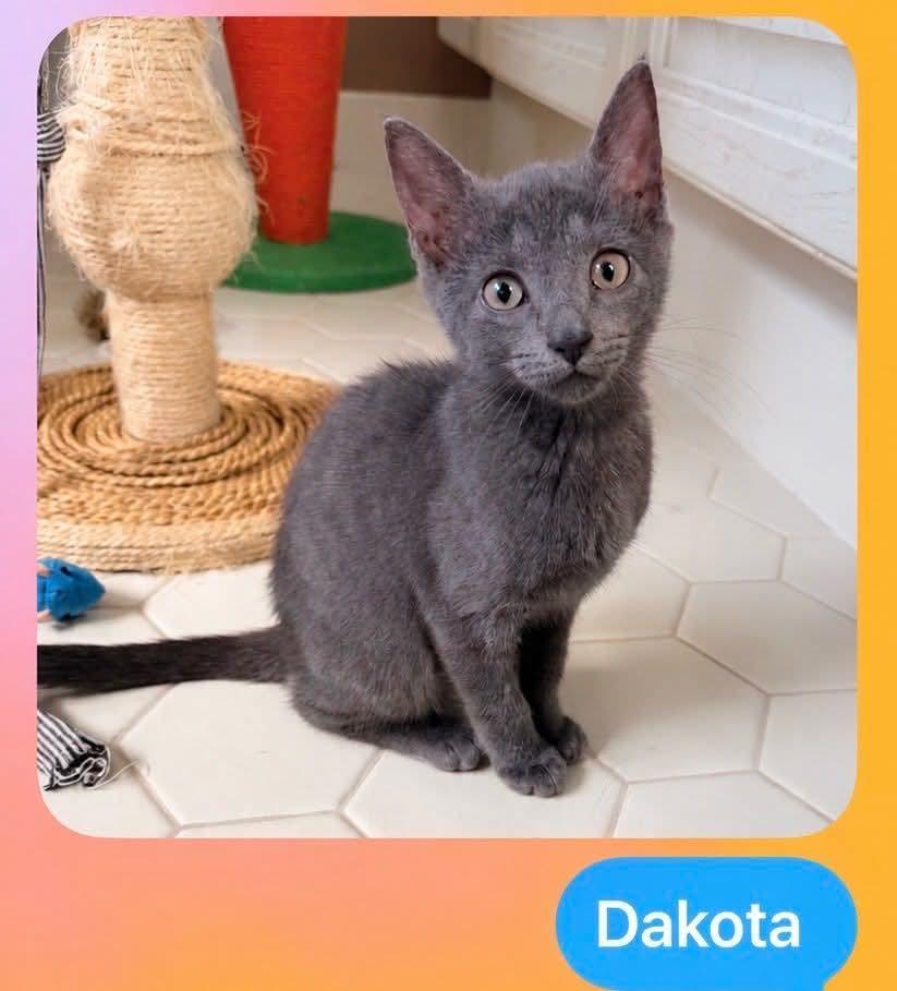 Enlarge Dempsey, Darby, Dakota, a Adopted American Shorthair in East Orange, NJ image 4/4