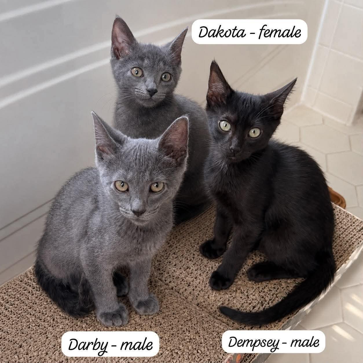 Dempsey, Darby, Dakota, Adopted, Kitten Male American Shorthair.