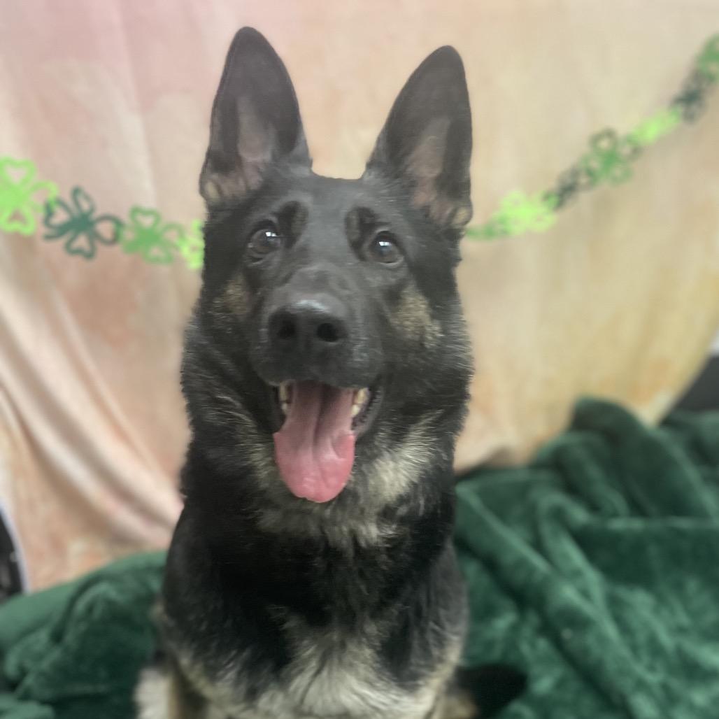 Paula, Adoptable, Adult Female German Shepherd Dog.