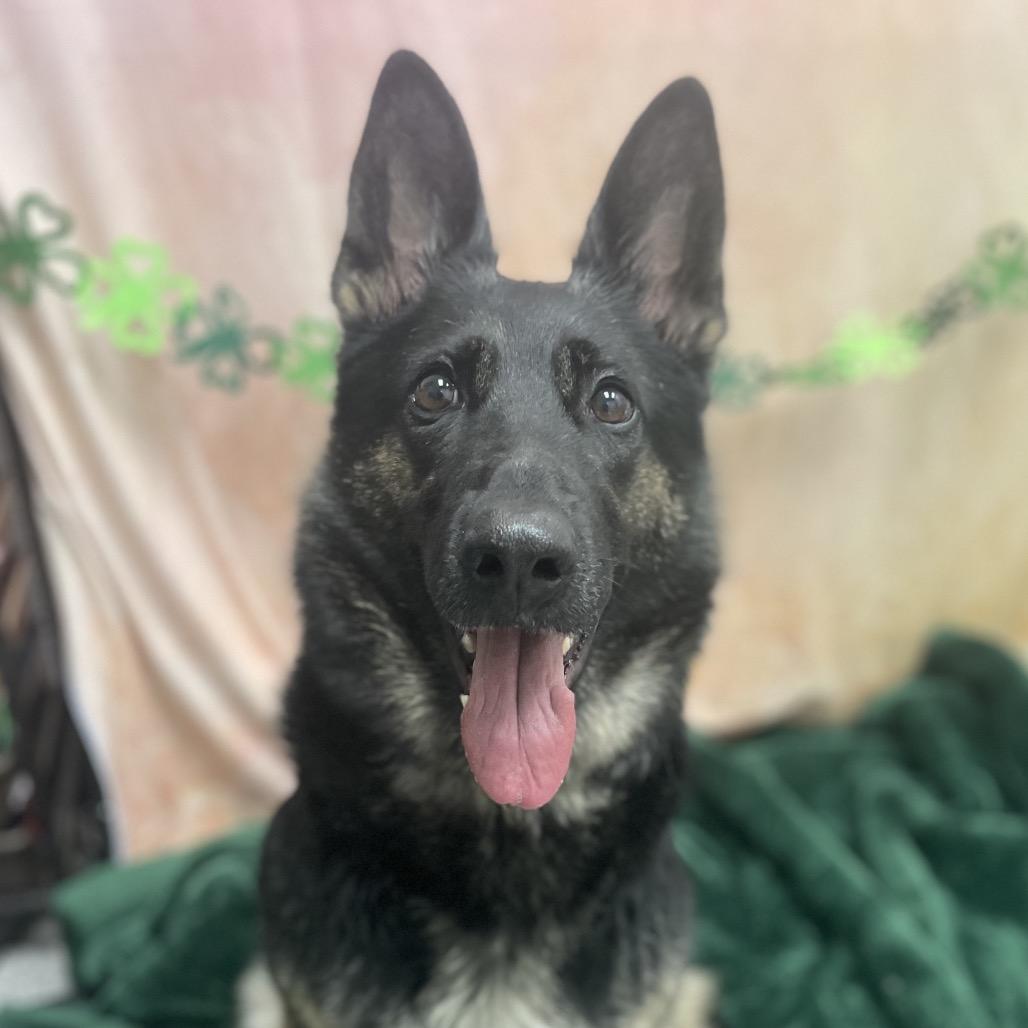 Enlarge Paula, a Adoptable German Shepherd Dog in Henderson, NV image 2/6