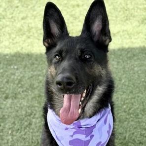 Enlarge Paula, a Adoptable German Shepherd Dog in Henderson, NV image 3/6