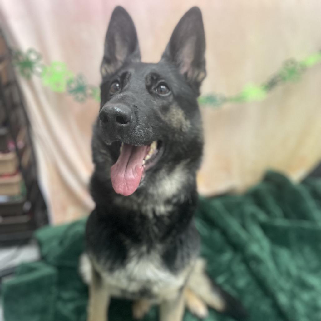 Enlarge Paula, a Adoptable German Shepherd Dog in Henderson, NV image 4/6