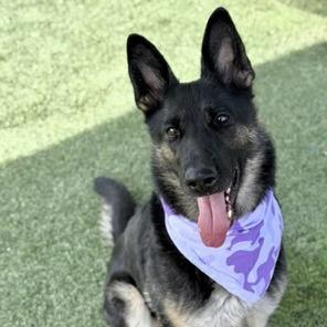 Enlarge Paula, a Adoptable German Shepherd Dog in Henderson, NV image 6/6