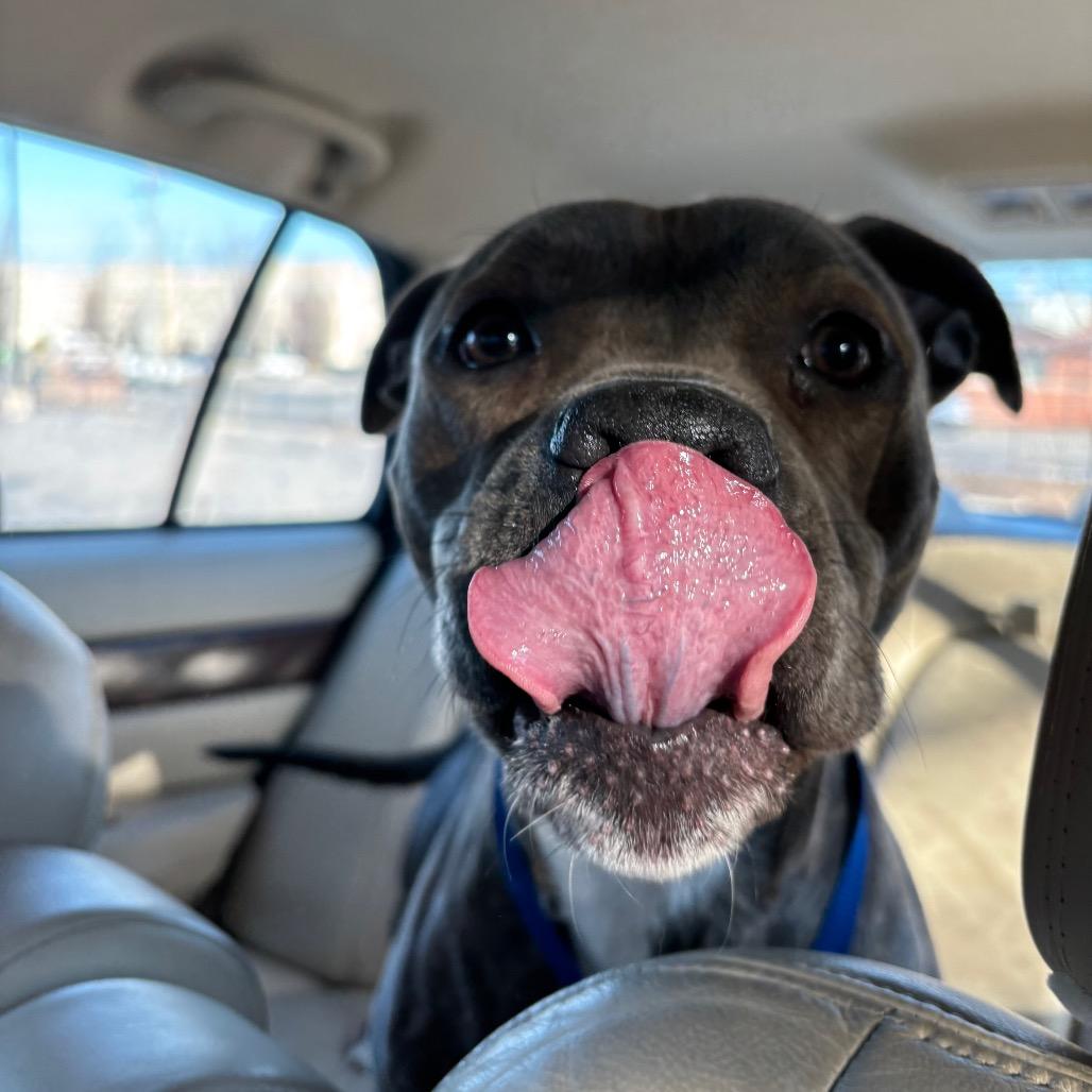 Enlarge Birdie, a Adoptable Terrier in Waukesha, WI image 1/6