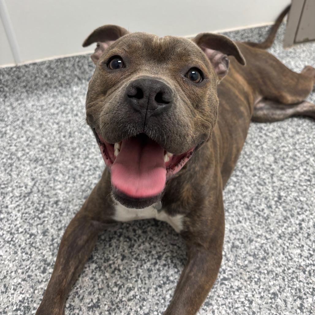 Enlarge Birdie, a Adoptable Terrier in Waukesha, WI image 2/6