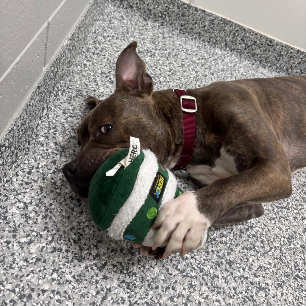 Enlarge Birdie, a Adoptable Terrier in Waukesha, WI image 3/6