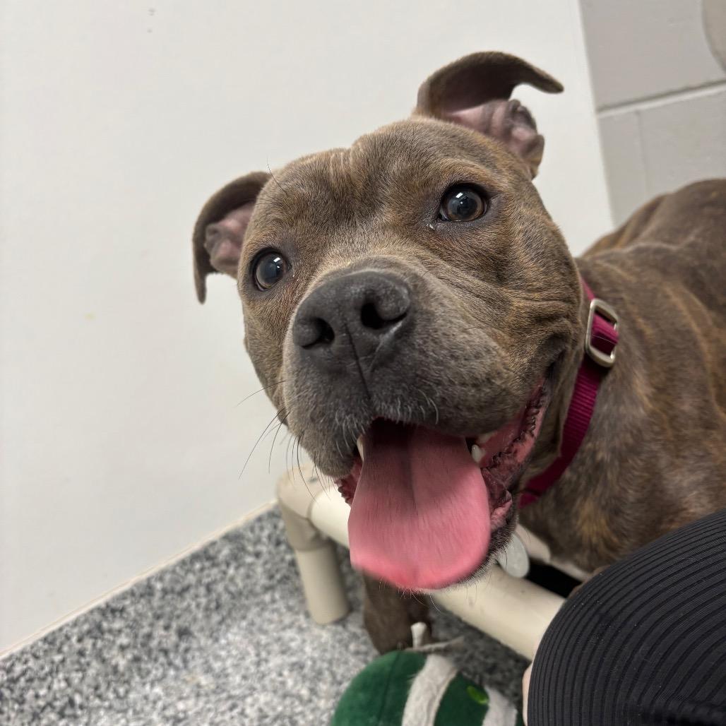 Enlarge Birdie, a Adoptable Terrier in Waukesha, WI image 5/6