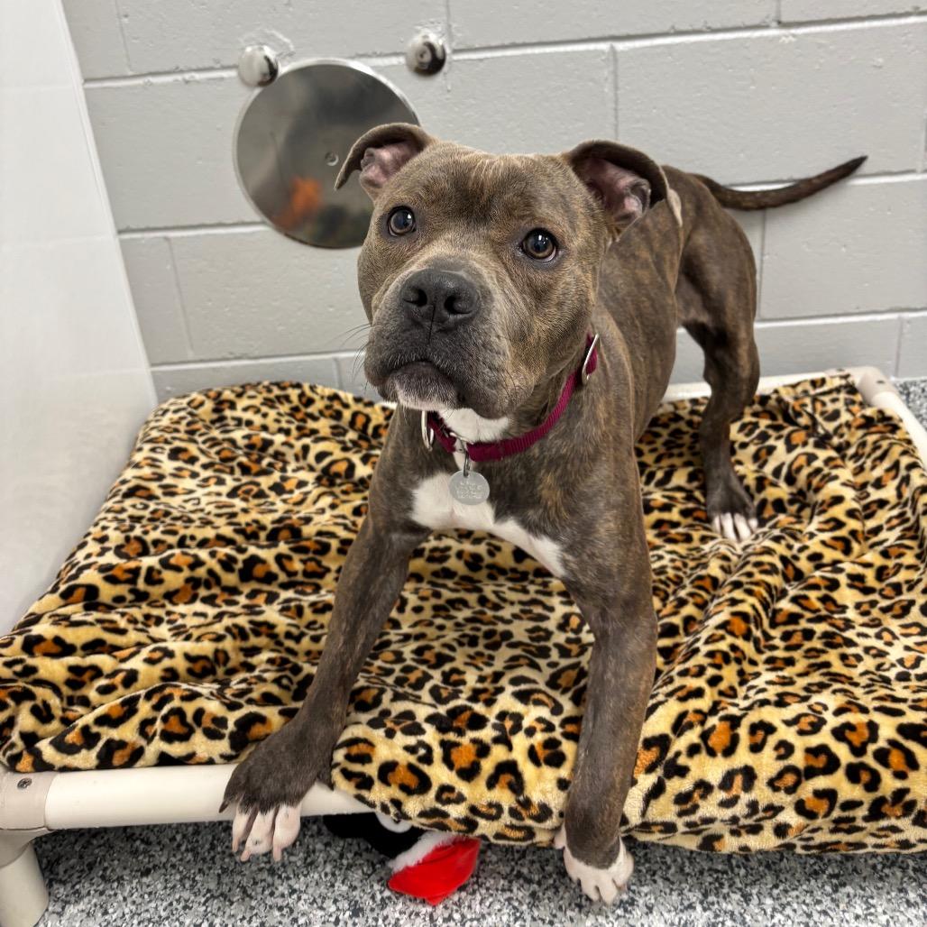 Enlarge Birdie, a Adoptable Terrier in Waukesha, WI image 6/6