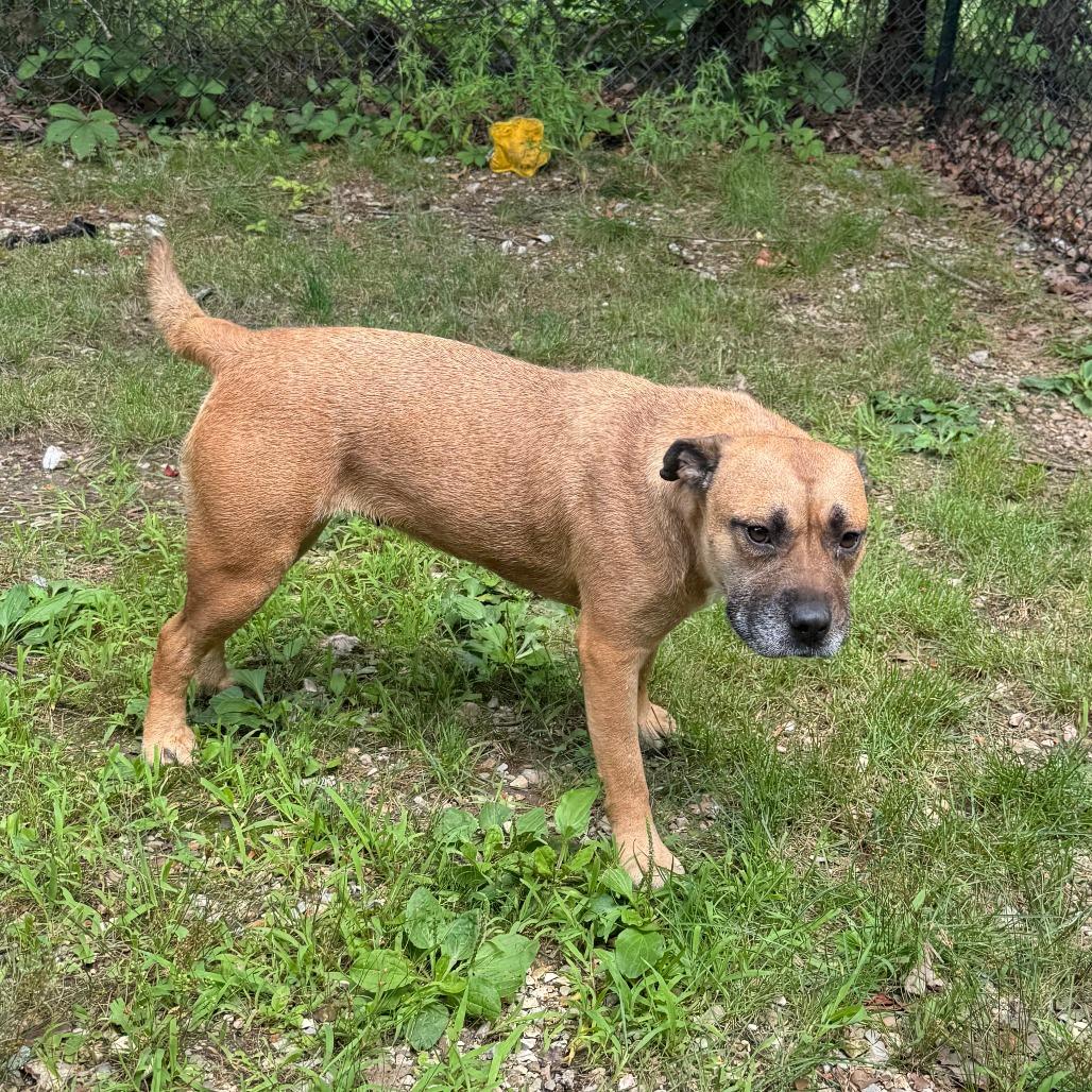Dolly Barkon, a Adoptable mixed breed in Eureka Springs, AR image 1/6