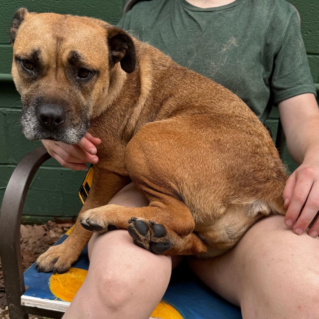 Dolly Barkon, a Adoptable mixed breed in Eureka Springs, AR image 2/6