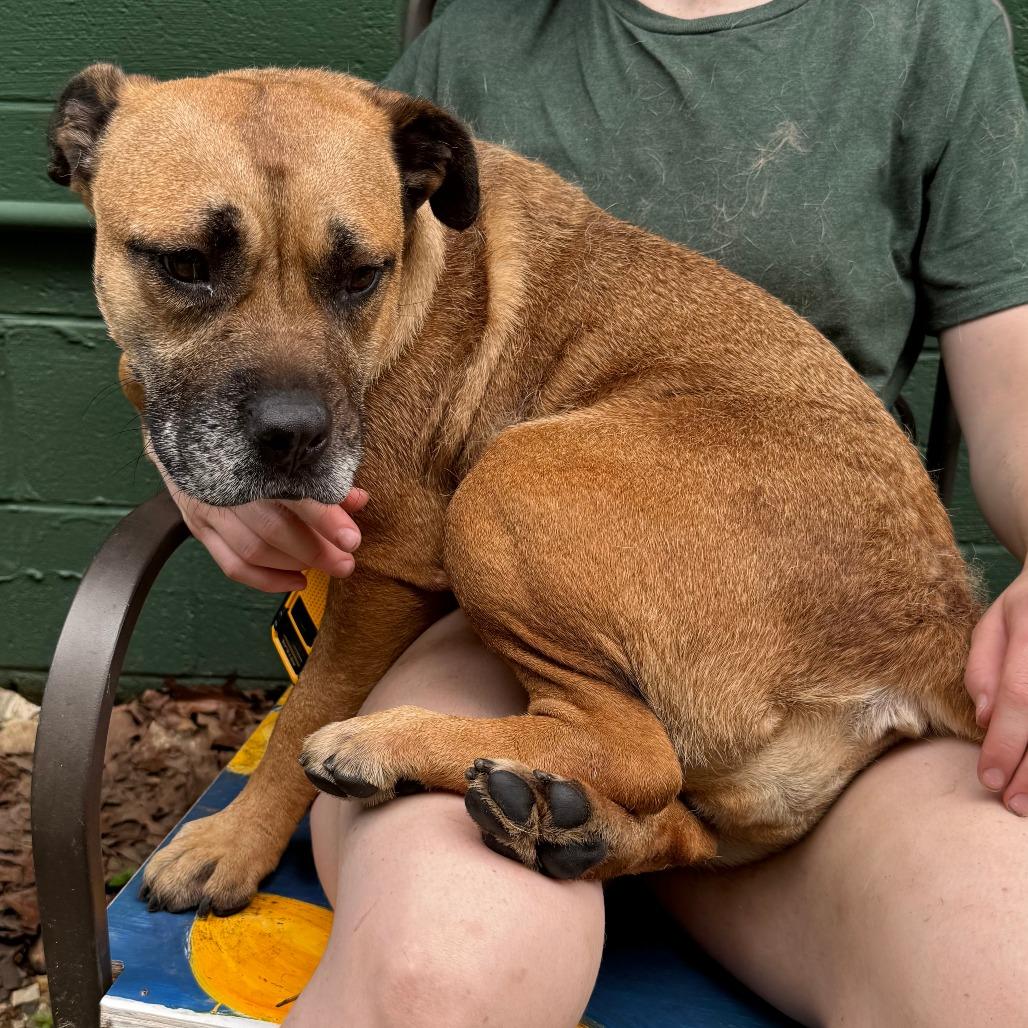 Dolly Barkon, a Adoptable mixed breed in Eureka Springs, AR image 3/6